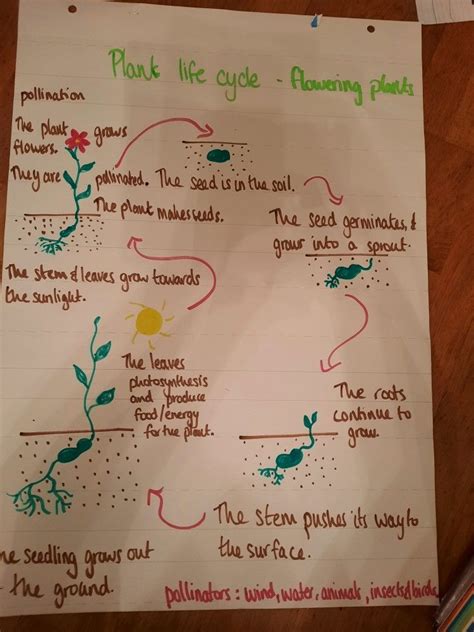 Flowering Plant Life Cycle Anchor Chart Plant Life Cycle Plant Life Planting Flowers