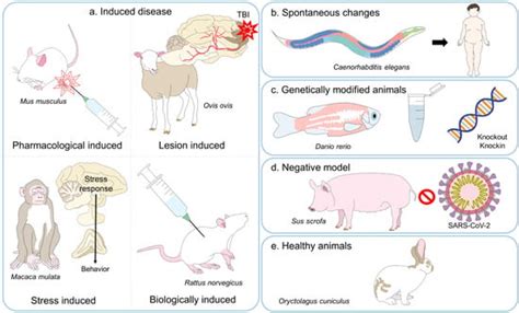 Animals Free Full Text The Importance Of Animal Models In