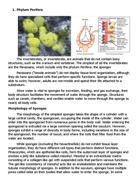 Phylum Porifera | PDF | Sponge | Reproduction