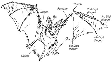 Anatomy Of A Bat Bats Belong To The Scientific Order Chiroptera Which