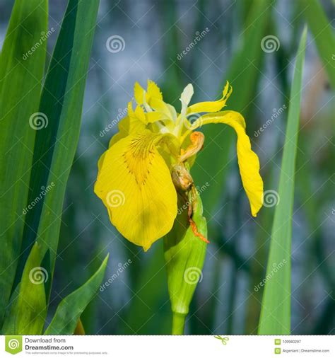 Foco Selectivo Macro Pseudacorous Del Iris De La Bandera Amarilla Dof