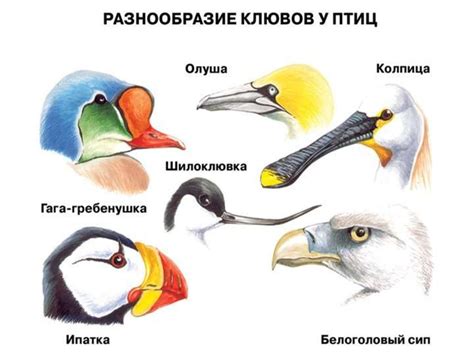 Класс Птицы - презентация онлайн