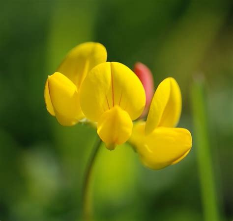 Species Of The Day Common Bird S Foot Trefoil Sussex Wildlife Trust