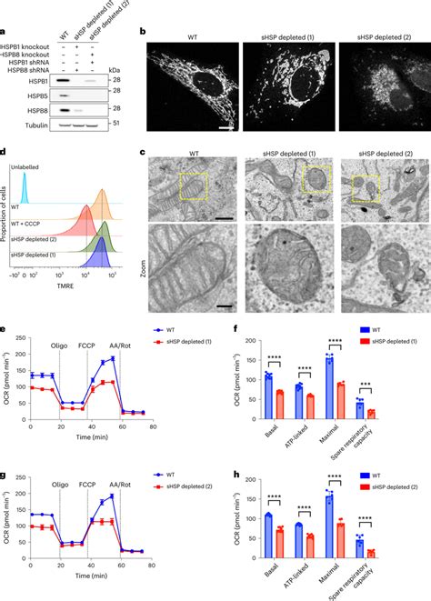 Depletion Of SHSPs Disrupts Mitochondrial Morphology And Function A