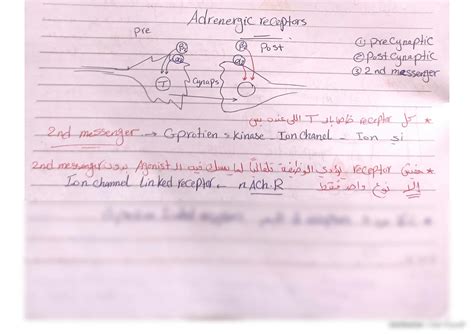 SOLUTION The Adrenergic Receptors D Abd Almotaal Foda Studypool