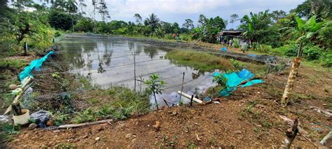 Proyecto 2019 2510002872 Producción de tilapia roja en el Valle del