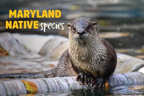 Wild About Maryland Native Species! | The Maryland Zoo