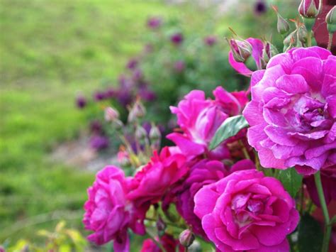 Thornless Roses Fraser Valley Rose Farm