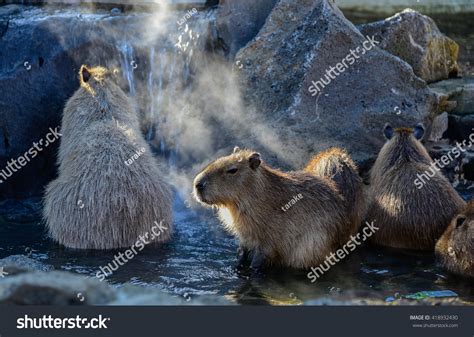 Capybaras Enjoying Hot Spring Stock Photo Shutterstock