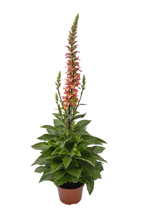 Digitalis-Illumination-Flame-003 - PlantHaven International