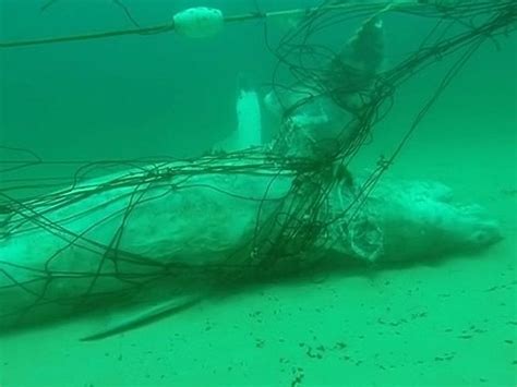 Shark Nets At Bondi Beach Must Go Sharknewz