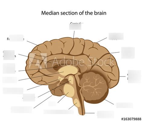 Intro To Psych Chapter Part Diagram Quizlet