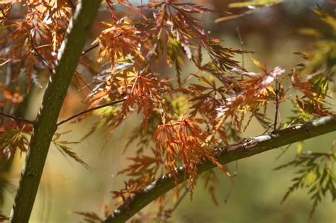 Seiryu Japanese Maple | Native Roots