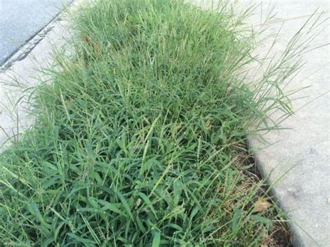 Nutsedge vs. Crabgrass: How to Identify & Get Rid of Both Lawn Weeds