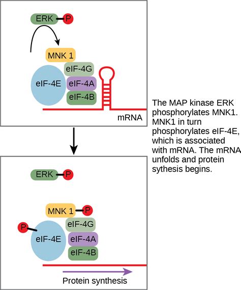 Biology 2e The Cell Cell Communication Response To The Signal