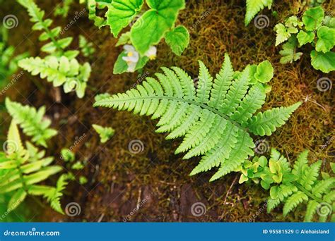 Digital Photography Background Of Hawaiian Ferns Stock Image Image Of