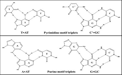 Possible Base Triplet Schemes Of Watson Crick And Hoogsteen Hydrogen