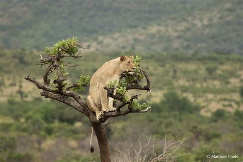 Tripadvisor Tage Erkundung Der Primatensafari In Ruanda Und Uganda