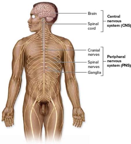 Intro To Nervous System Flashcards Quizlet