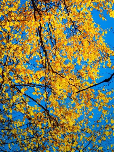 autumn yellow leaves colorful scene  image