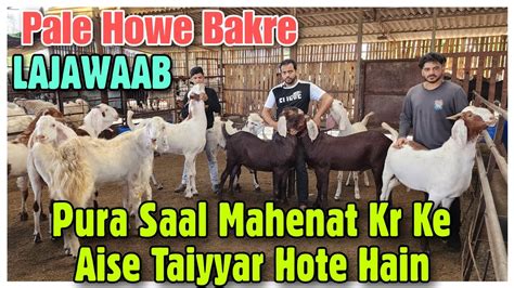 Pure Saal Ki Mahenat Aisi Hoti Hai Msk Goats Pale Howe Khassi Bakre