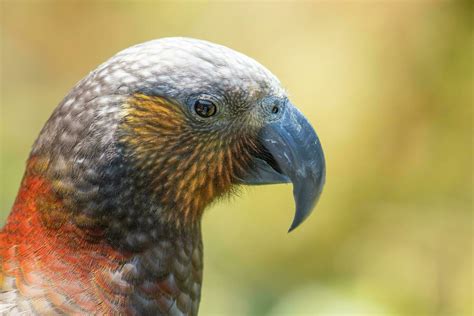 North Island Kaka Parrot 25926470 Stock Photo At Vecteezy