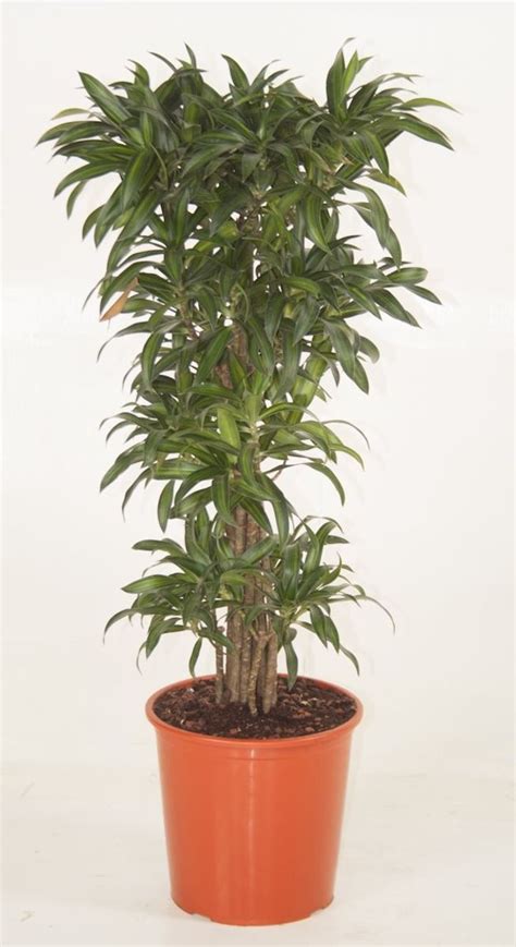 Dracaena Reflexa Song Of Jamaica Plant Wholesale Floraccess