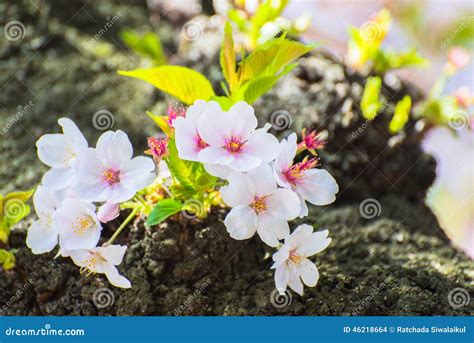 Cherry Blossom in Yasukuni Shrine Stock Photo - Image of asian, shrine ...