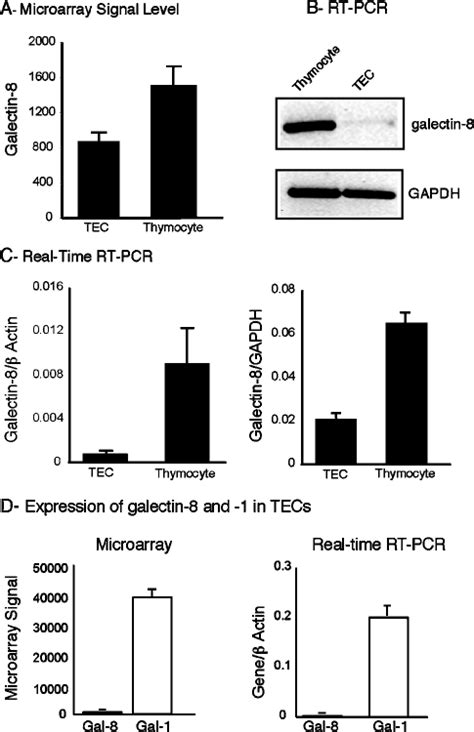 Galectin 8 Transcripts In The Thymus A Signal Levels Corresponding