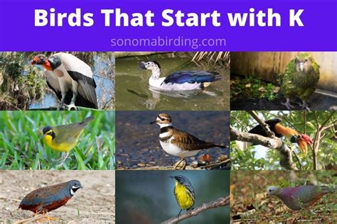 25 Birds That Start With K Sonoma Birding