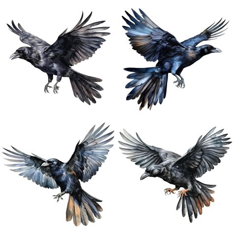 Four Detailed Drawings of Crows in Flight | Premium AI-generated PSD