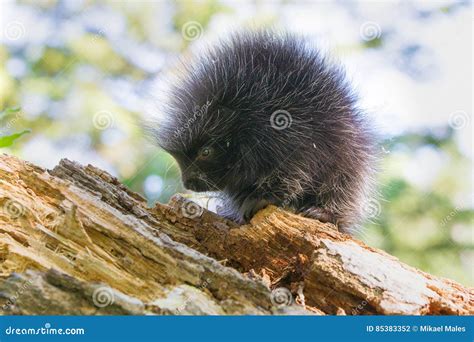 Porcupine With Teeth Showing In Portrait Shot Stock Photo | CartoonDealer.com #42454716