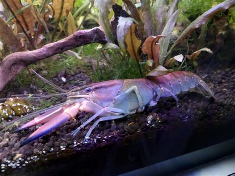 New crayfish : r/Crayfish