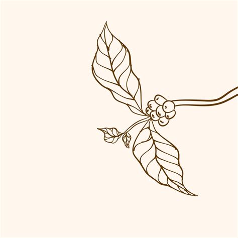 Coffee Plant Branch With Leaf Hand Drawn Coffee Branch Coffee Beans