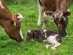 From Dr Pol... Farm Animals, Cow, This Is Us, Creatures, Spring