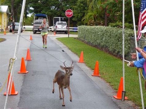 Donate — Florida Keys Wildlife Society