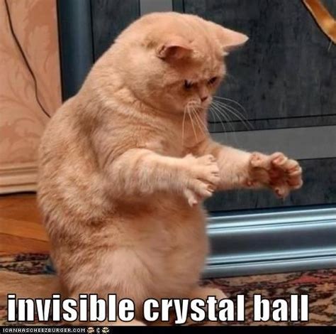 Invisible Crystal Ball Invisible Funny Cat Pictures Funny Animal