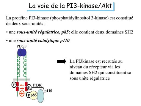 Ppt La Signalisation Intracellulaire Powerpoint Presentation Free