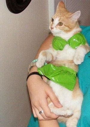 Bikini Giyince Hepimizden Daha G Zel G R Nen Sevimli Hayvan Onedio