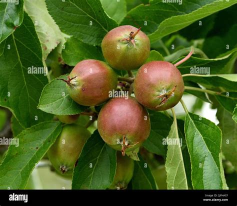 The Young Fruit Of Malus Domestica Katy Stock Photo Alamy