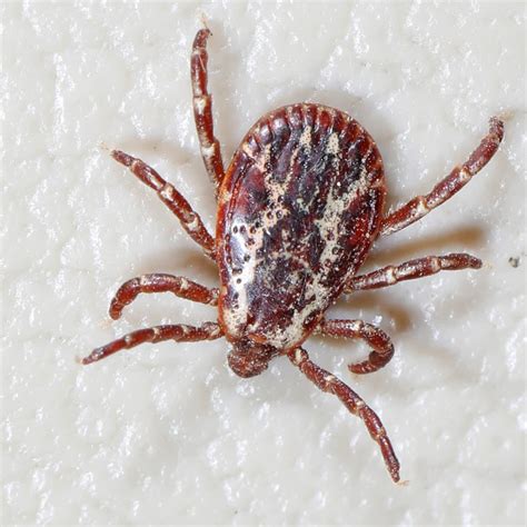 How Long Does It Take For A Dog To Recover From Tick Fever