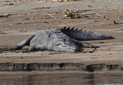 American Crocodile Vs Nile Crocodile What Are The Differences A Z