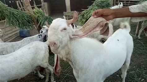 Gulabi Goats Farming Youtube