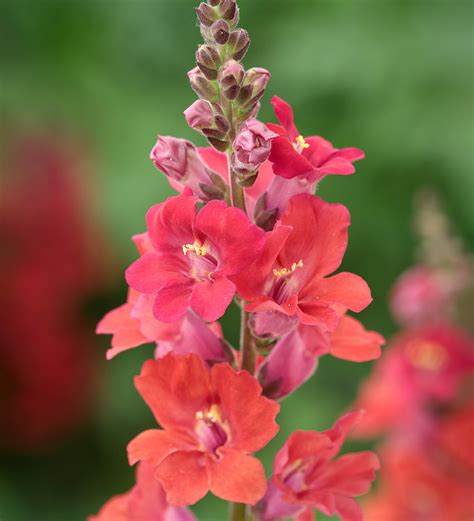 Buy Antirrhinum Majus Chantilly Deep Orange F1 Snapdragon Sarah Raven