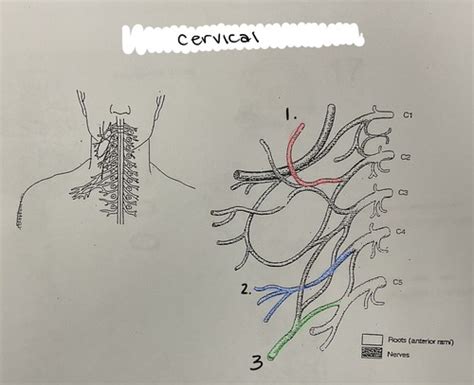 Nerve Plexuses Flashcards Quizlet