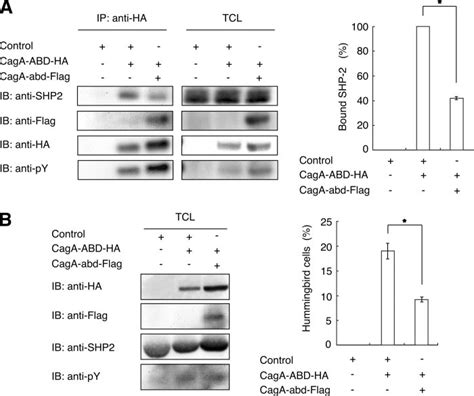 The Role Of CagA Multimerization In CagA SHP 2 Signaling A Left