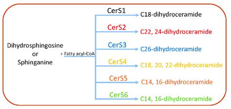 Specificity Of Ceramide Synthases There Are Six Ceramide Synthases