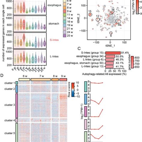 Dynamic Expression Of 1 411 Autophagy Related Genes During Human Fetal