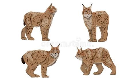 Realistic Eurasian Lynx Illustrations