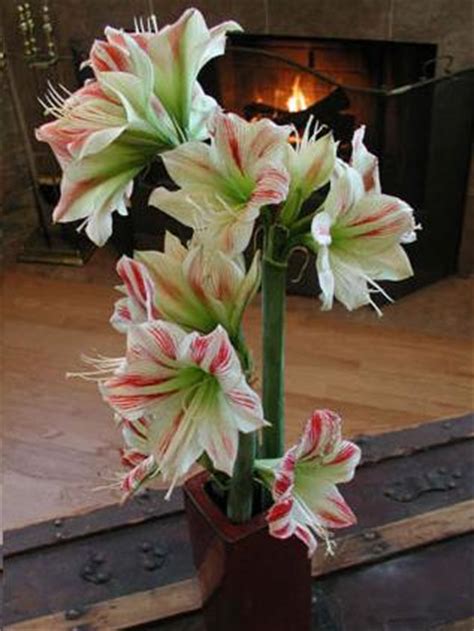 amaryllis - Flowers Photo (33150174) - Fanpop